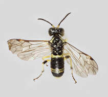 Image of <i>Tenthredo zonula</i>