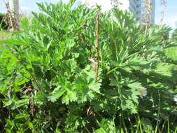 Image of common wormwood