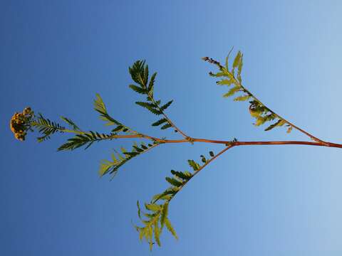 Image of common tansy