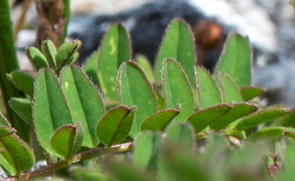 صورة Astragalus alpinus L.