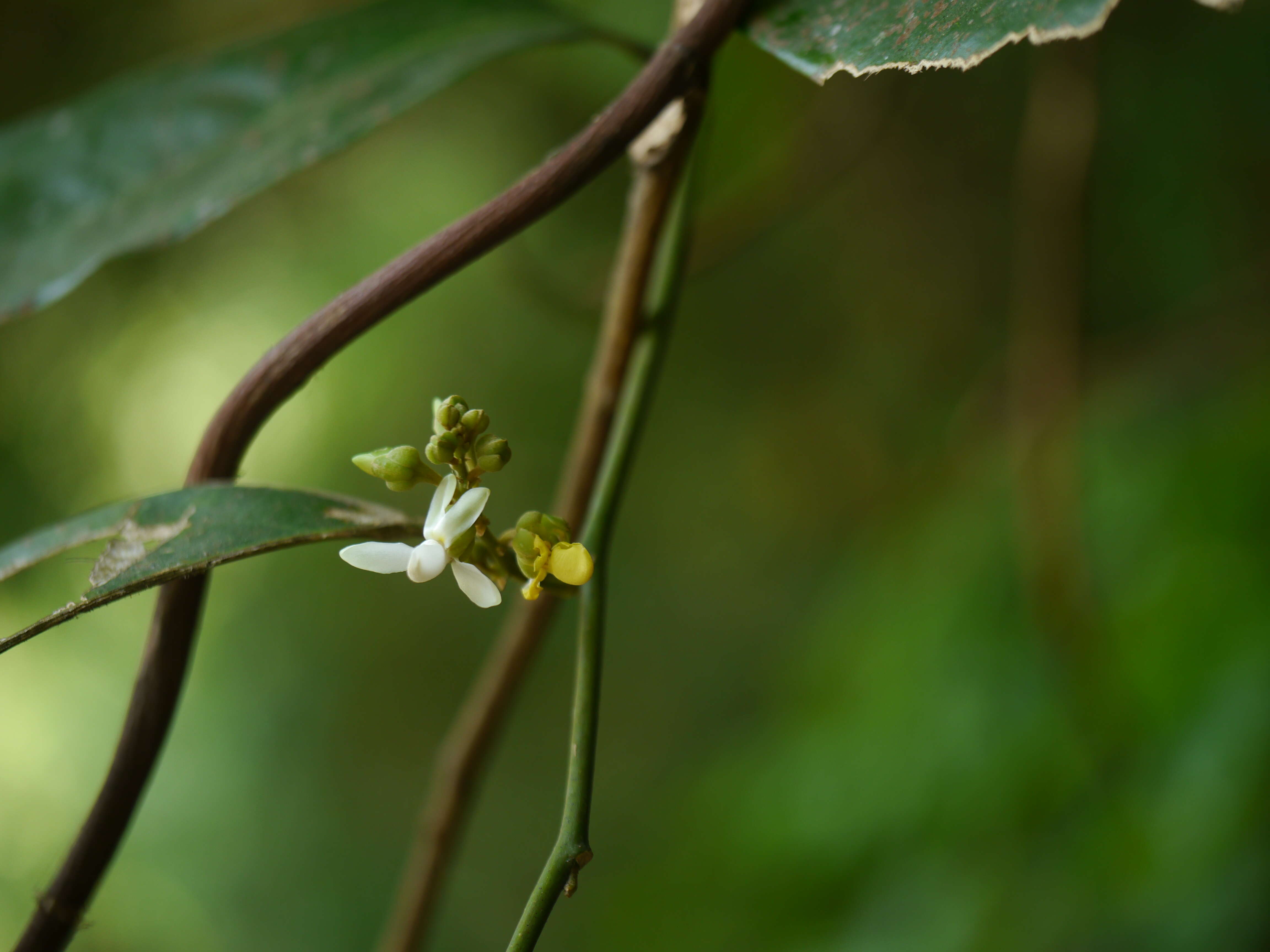 Imagem de Xanthophyllum flavescens Roxb.