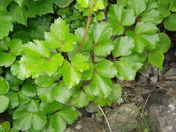 Ligusticum scoticum L. resmi