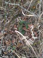 Image of wavyleaf aster