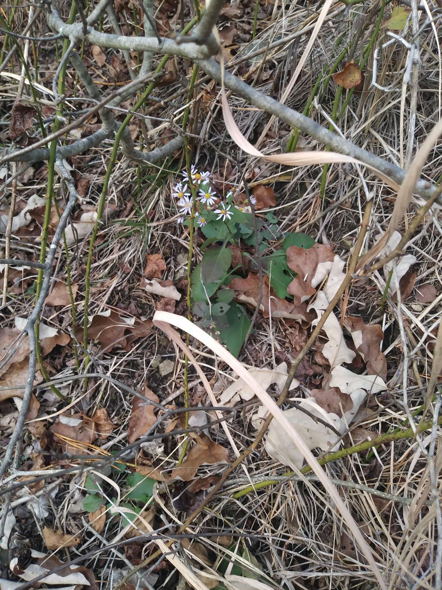 Image of wavyleaf aster