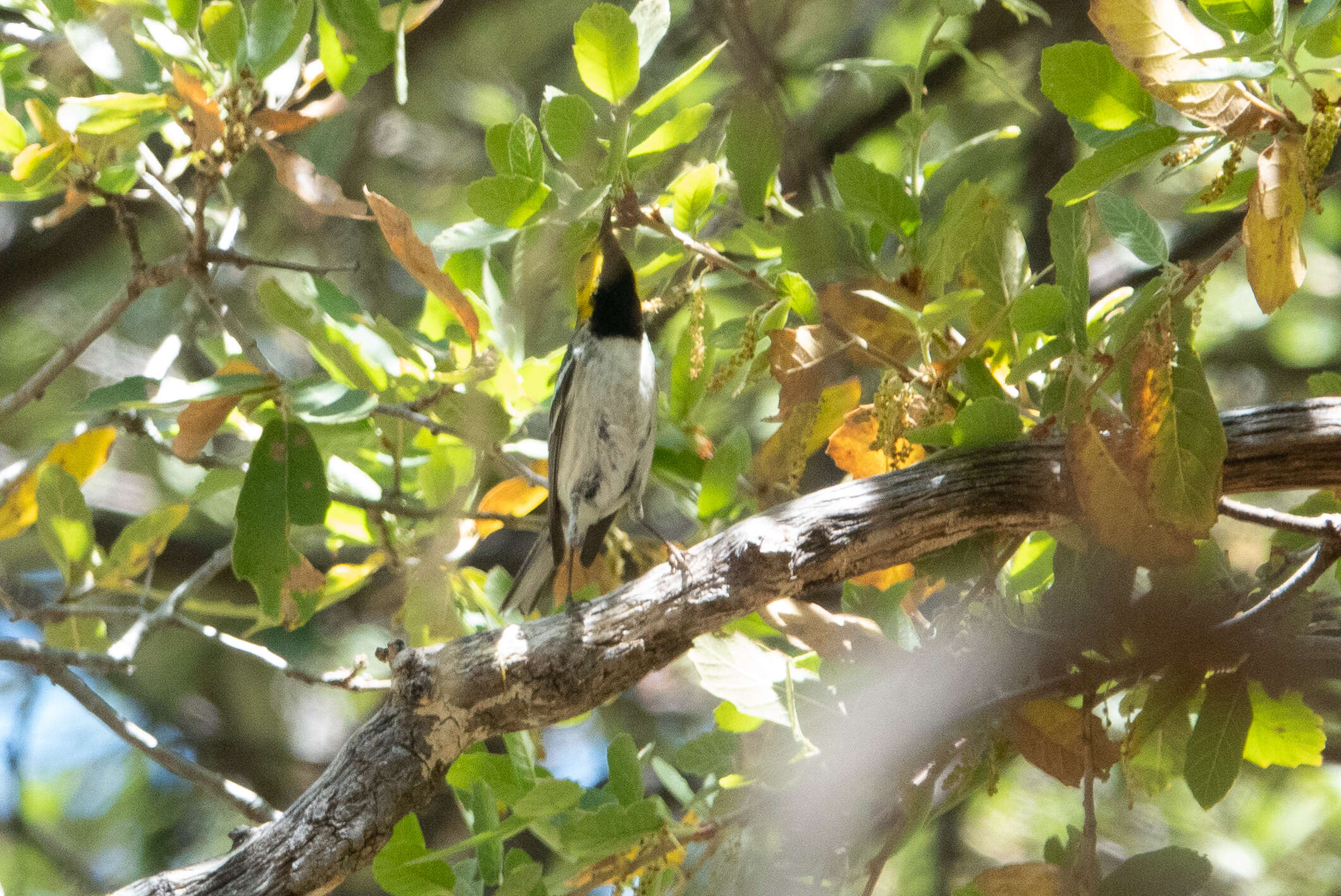 Image of Hermit Warbler