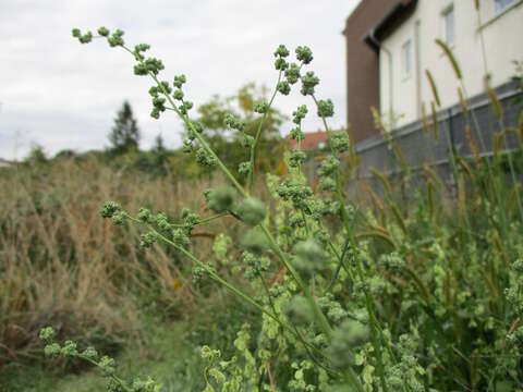 Imagem de Chenopodium album L.