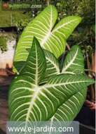 Image of Caladium lindenii (André) Madison