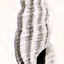 Image of Pyrgocythara melita (Dall 1919)