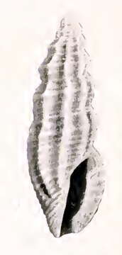 Image of Pyrgocythara melita (Dall 1919)