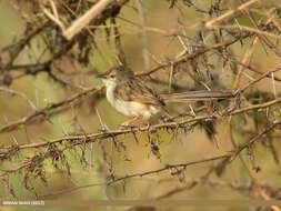 Image of Graceful Prinia