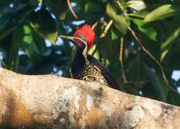 Image of Lineated Woodpecker