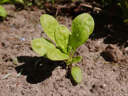 Image of garden mignonette