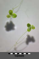 Image of turion duckweed