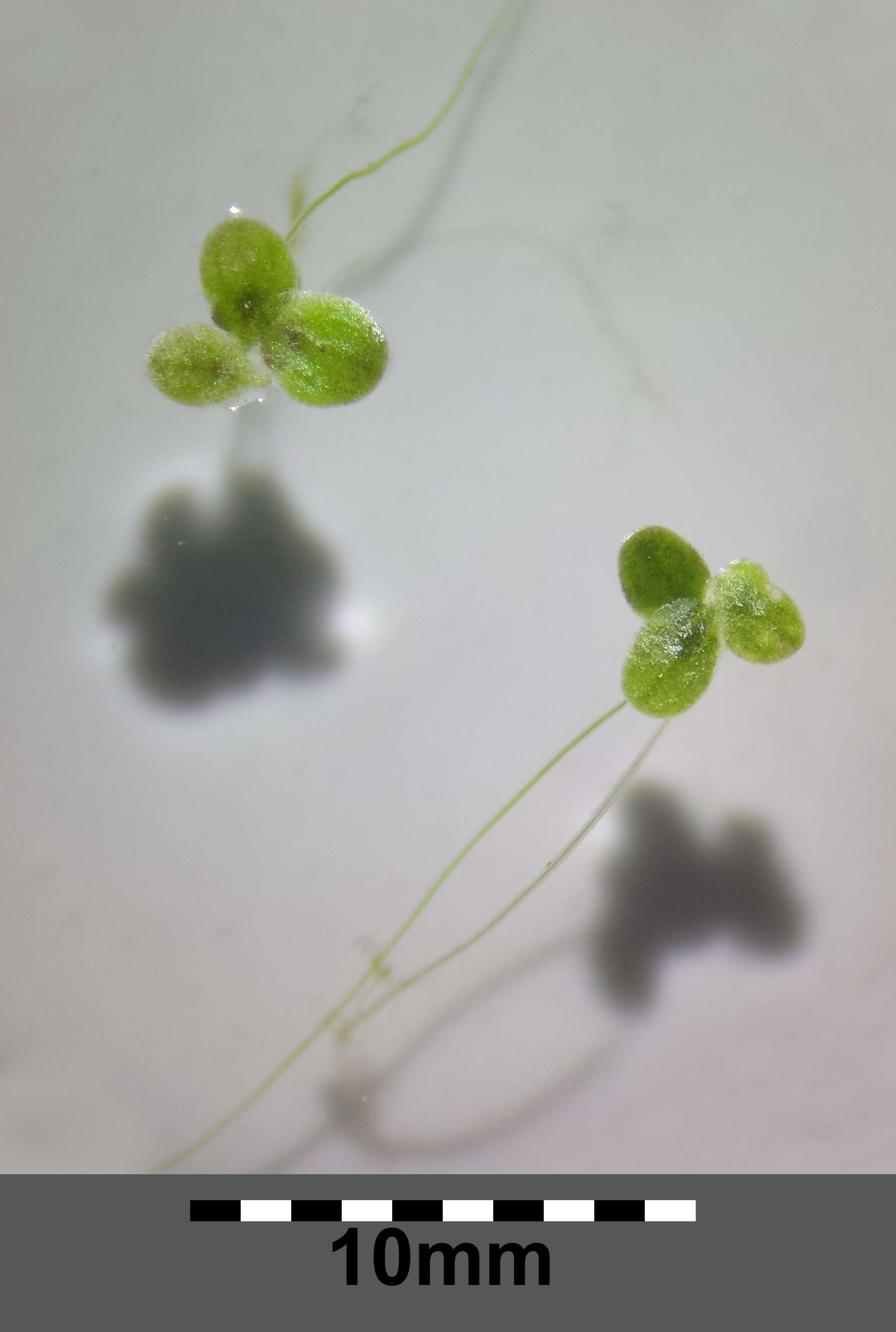 Image of turion duckweed