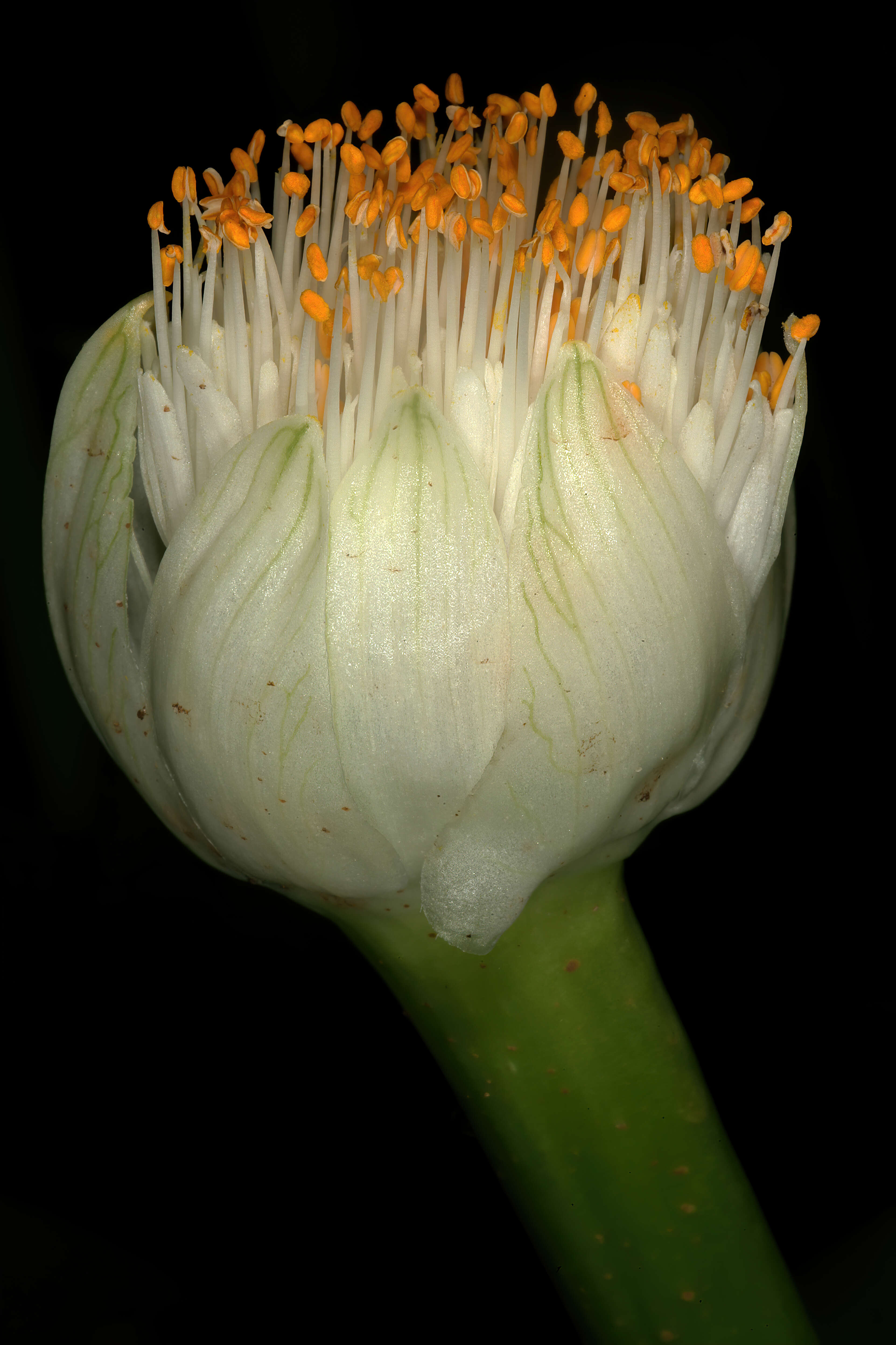 Imagem de Haemanthus albiflos Jacq.