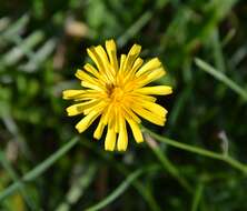 Image of fall dandelion