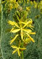 Image of yellow asphodel