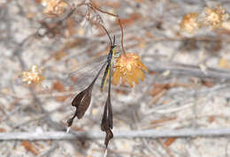 Image of Spoon-winged lacewing