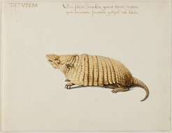 Image of Euphractus Wagler 1830