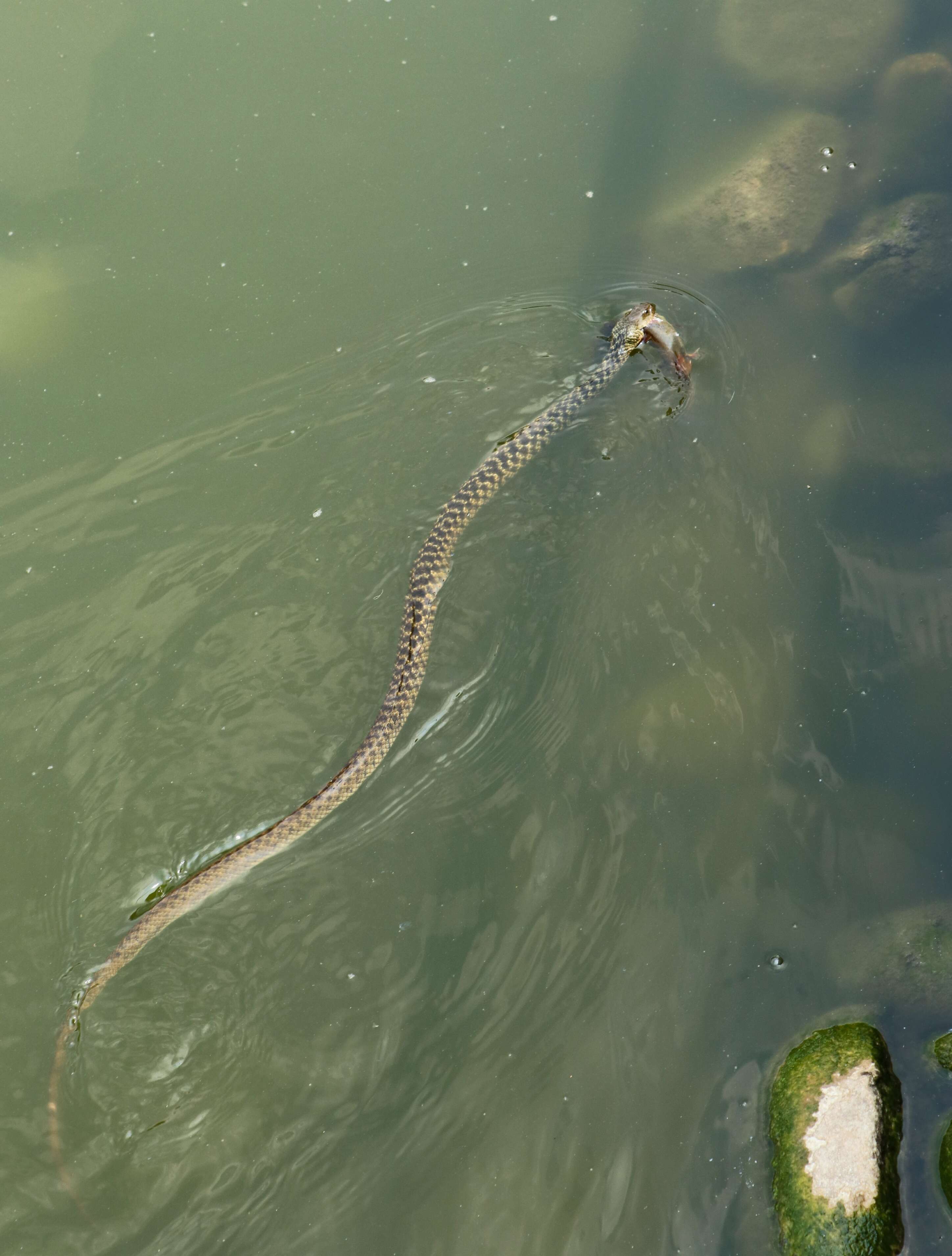 Image of Checkered Keelback Snake