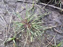 Image of Toad Rush