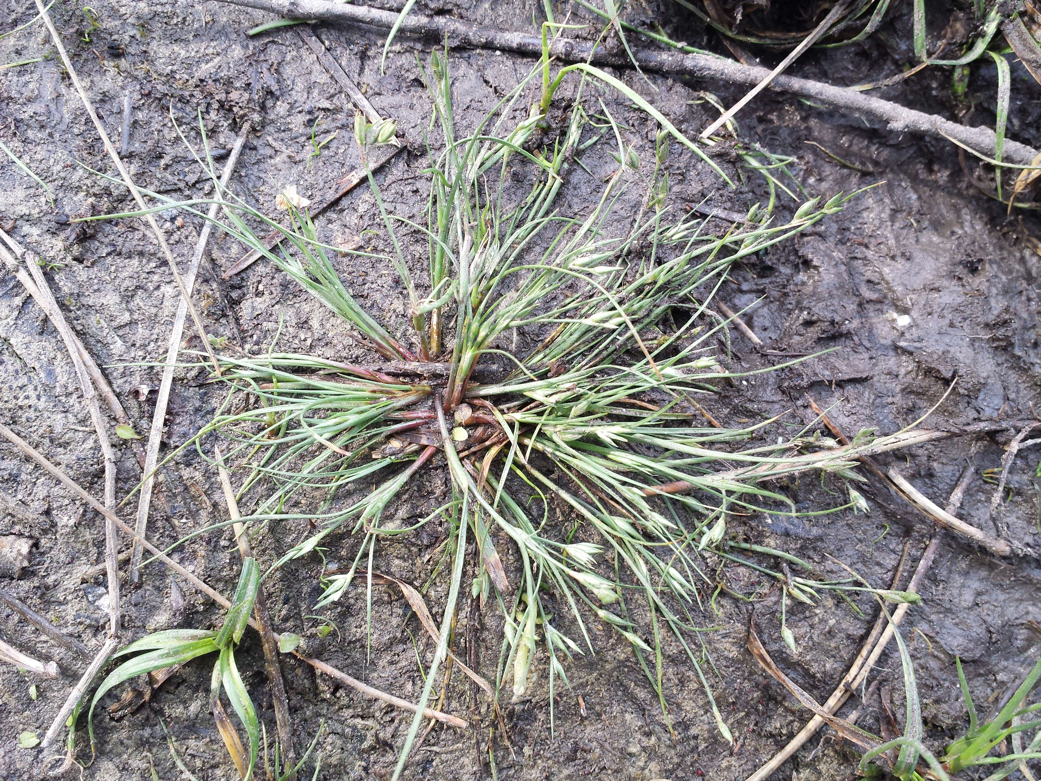 Imagem de Juncus bufonius L.