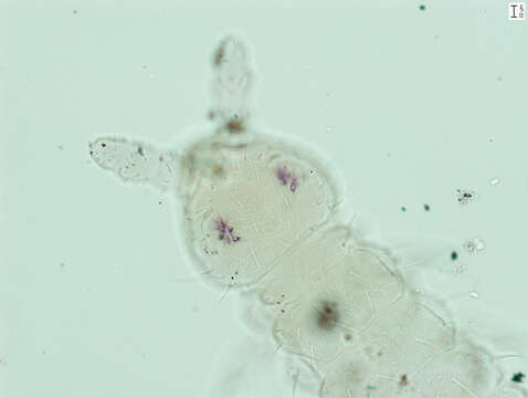 Image of Hypogastruroidea