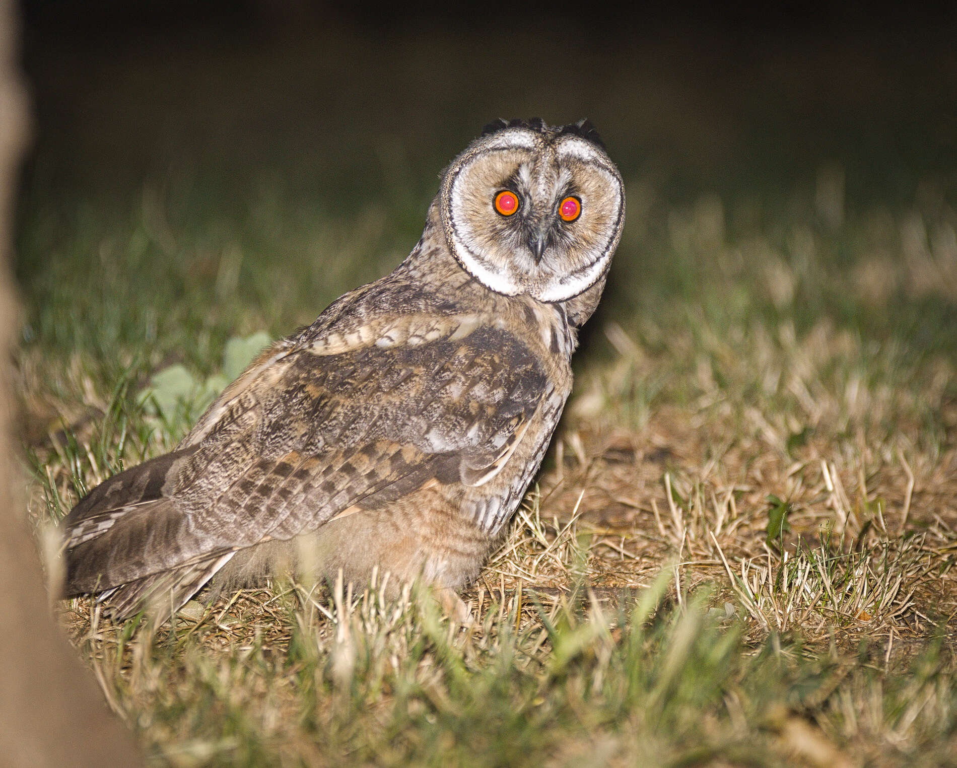 Image of Long-eared Owl