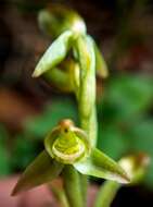 Image of Native jade orchid