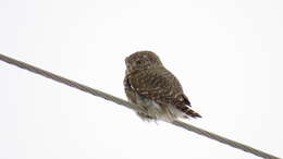 Image of Eurasian Pygmy Owl