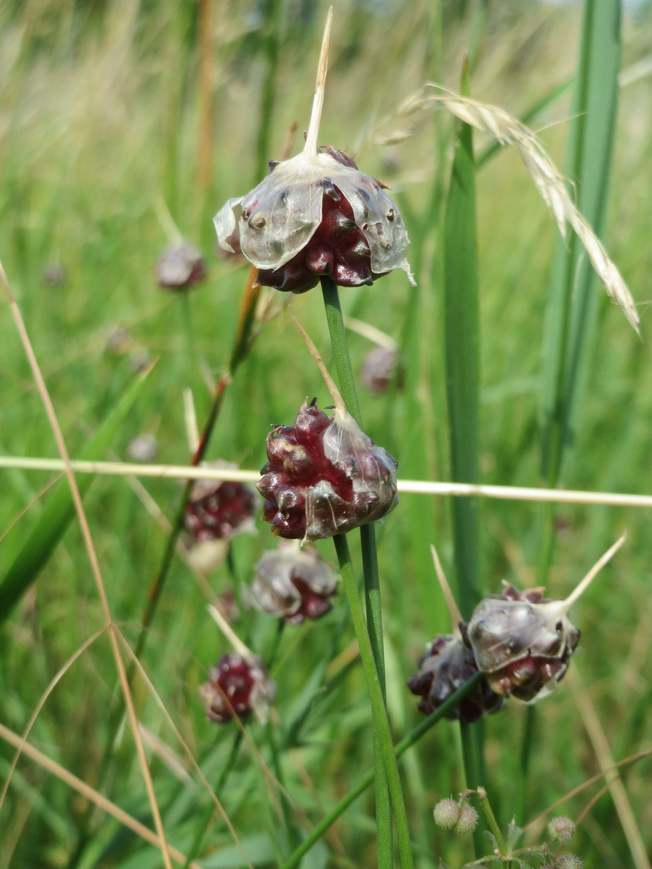 Image of wild garlic