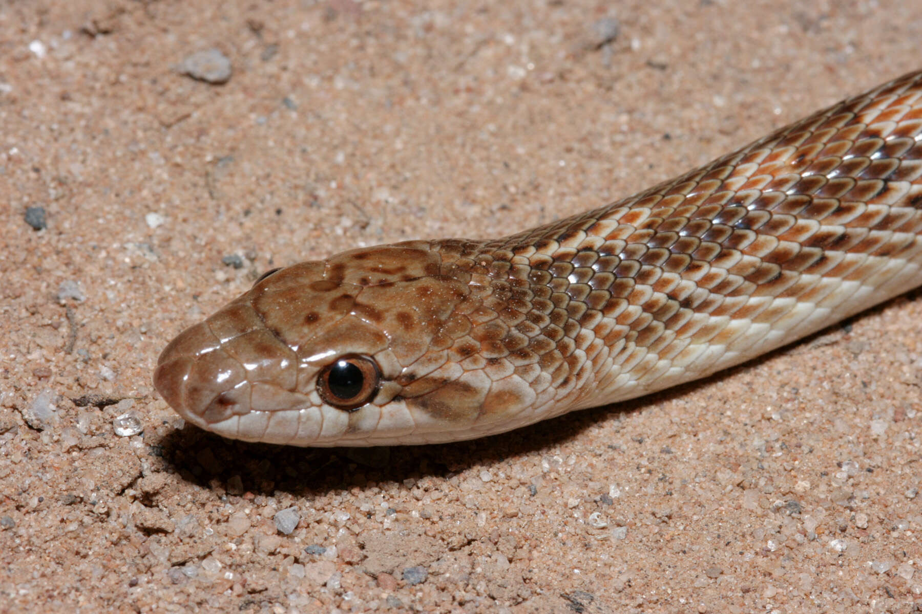 Image of Glossy Snakes