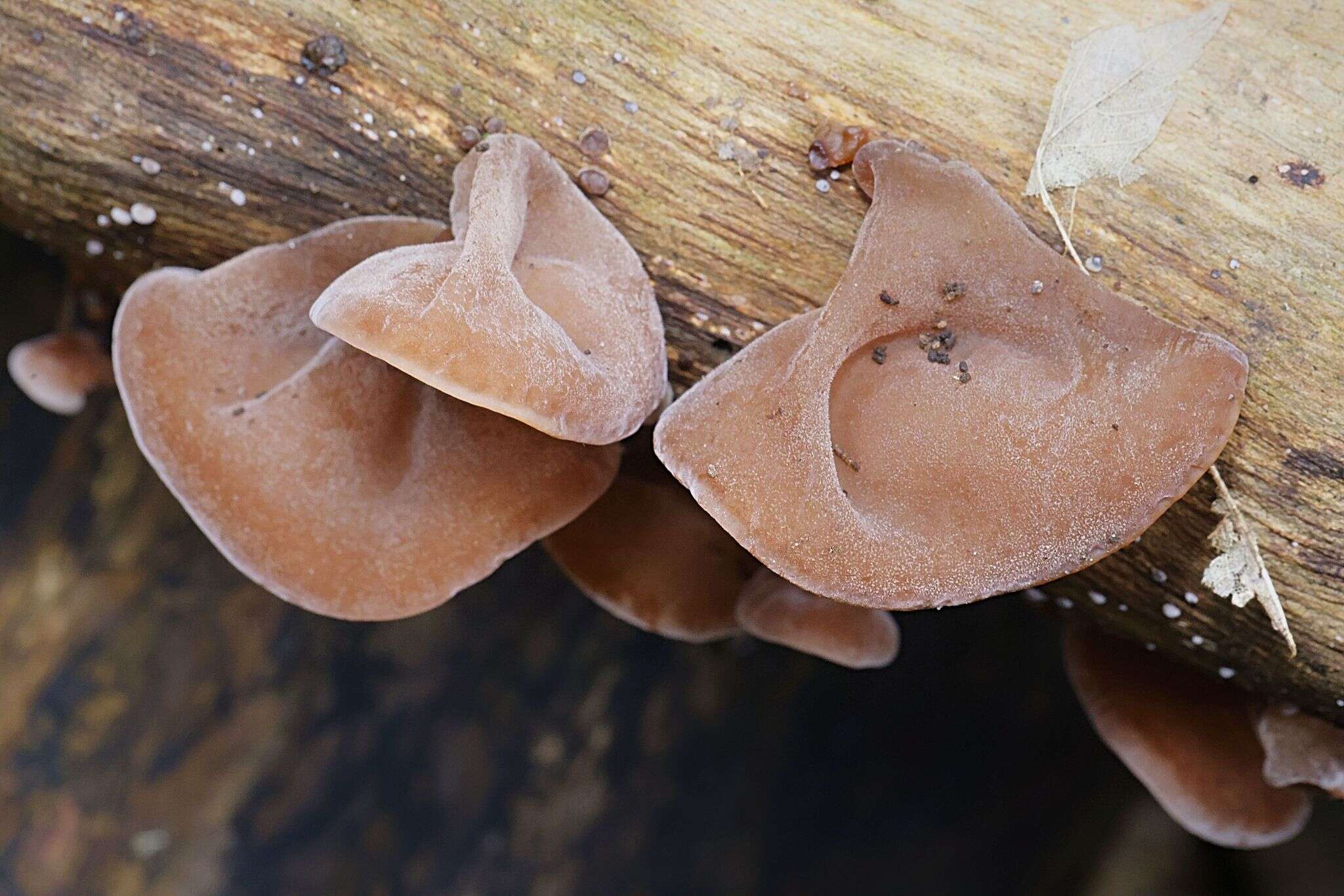 Image of ear fungus