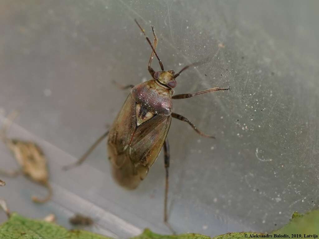 Image of Lygus rugulipennis Poppius 1911