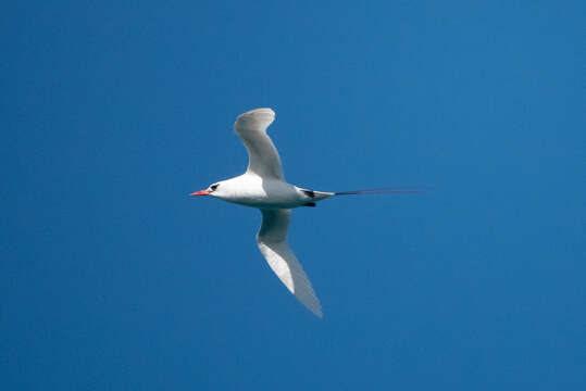 Image of Red-tailed Tropicbird