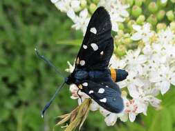 Image of Zygaena ephialtes Linnaeus 1767