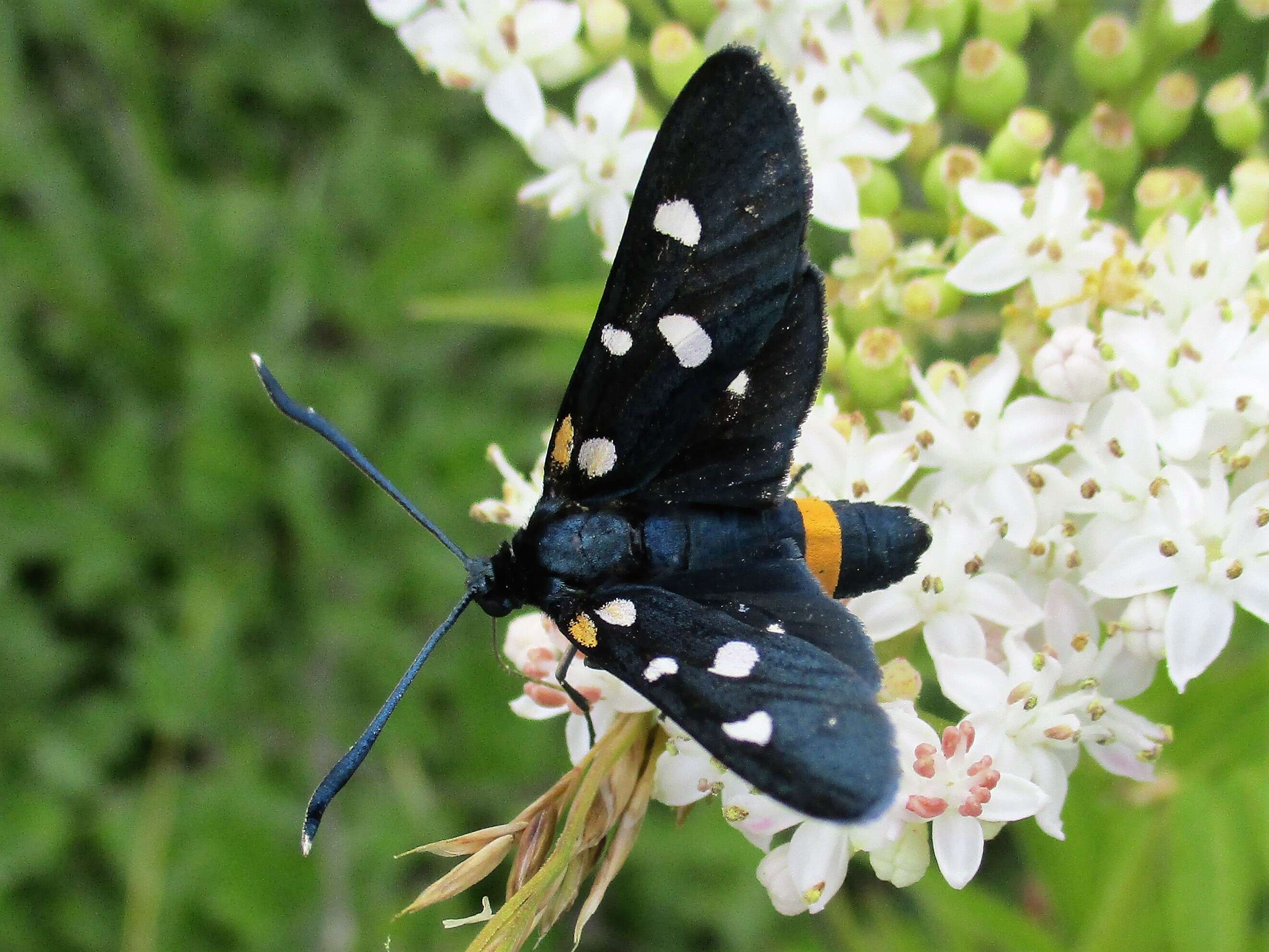 Image of Zygaena ephialtes Linnaeus 1767