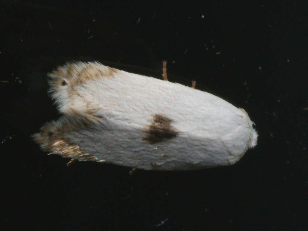 Image of Pseudopostega auritella (Hübner 1813) Davis 1989