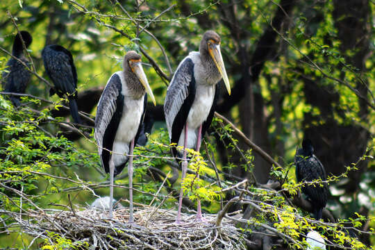 Image of Painted Stork