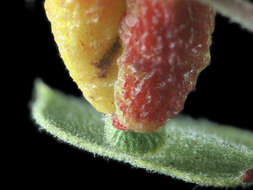 Image of Manzanita Leaf Gall Aphid