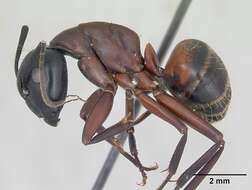 Imagem de Camponotus ligniperda