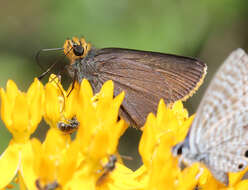 Image of Amblyscirtes fimbriata