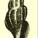 Image of Asperdaphne bastowi (Gatliff & Gabriel 1908)