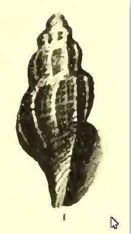 Image of Asperdaphne bastowi (Gatliff & Gabriel 1908)