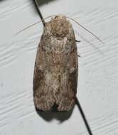 Image of Variable Oakleaf Caterpillar Moth