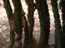 Image of Bambusa ventricosa McClure
