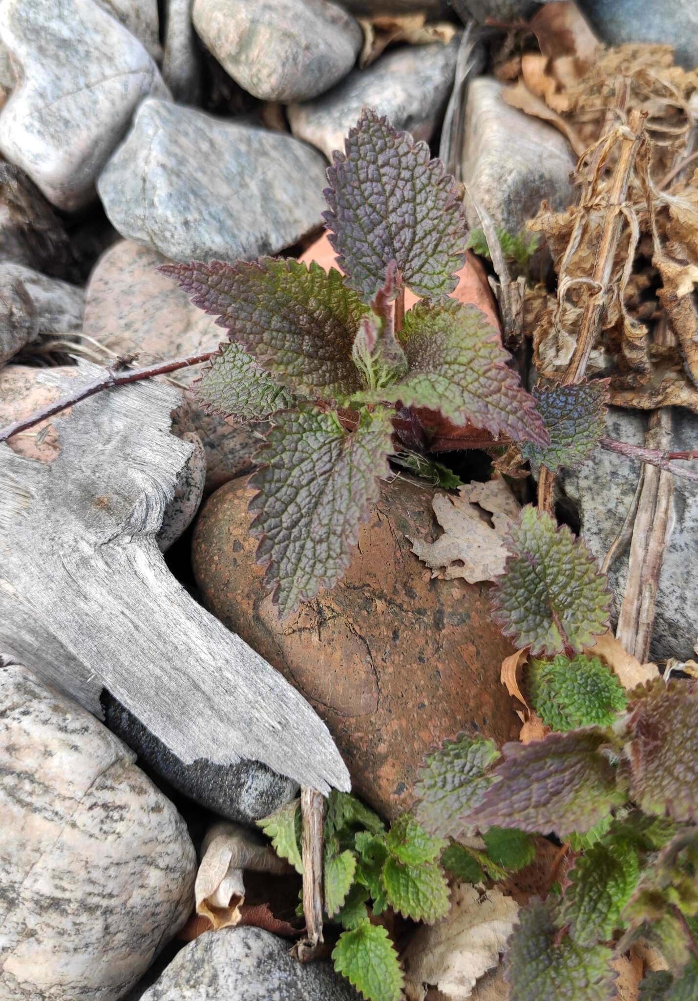 Image of white deadnettle