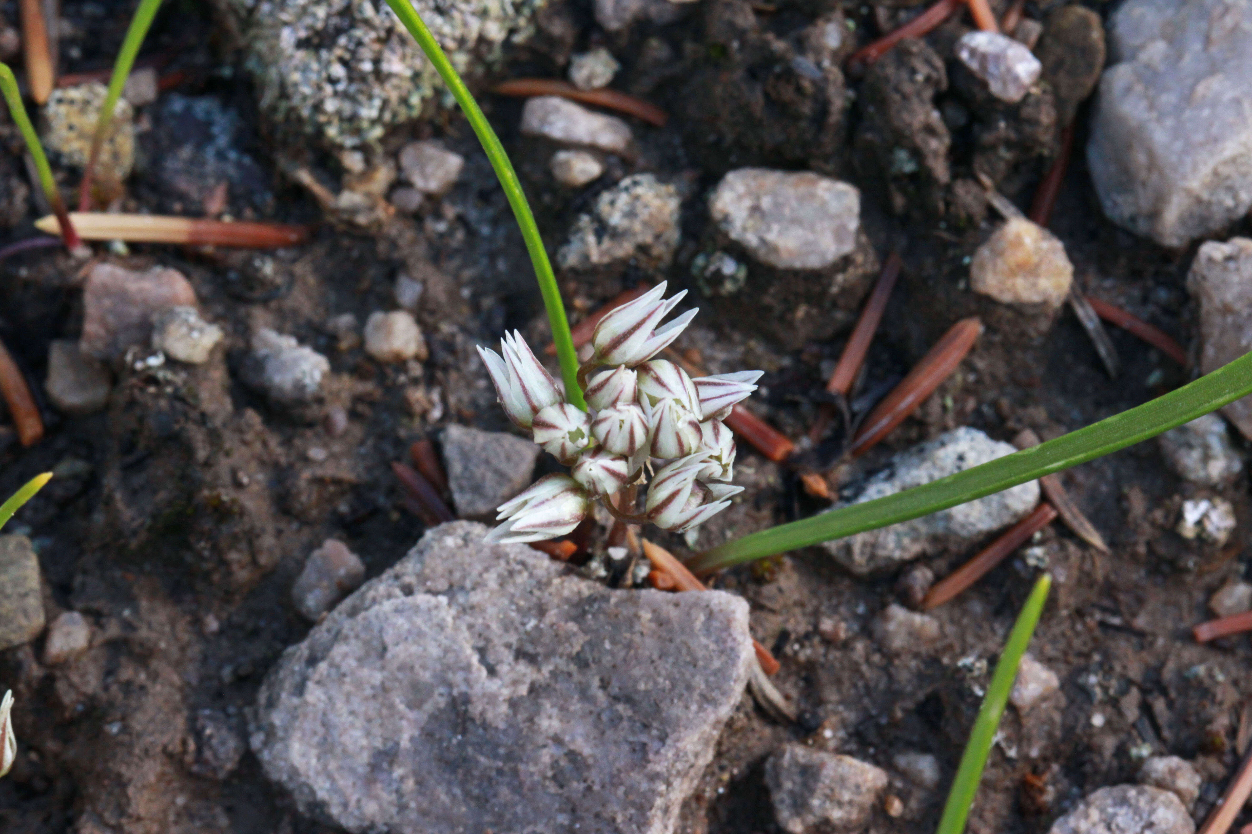 Image de Allium brandegeei S. Watson