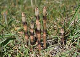 Image of field horsetail