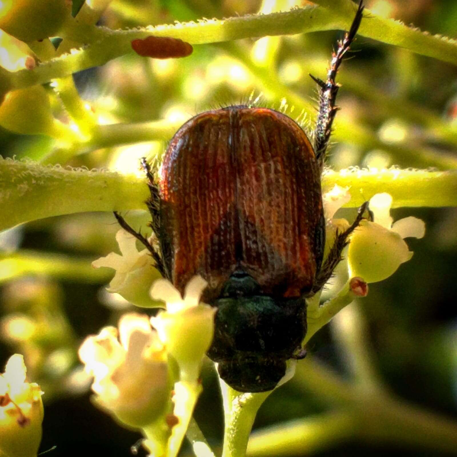 Image of Phyllopertha